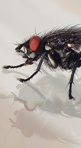 I am able to record the fly's considerable wisdom, shown in evading the plots of its enemy the spider. It is always on the look-out for his ambushes, and in the most circumspect way dodges about, that it may not be caught, netted, and entangled in his meshes.